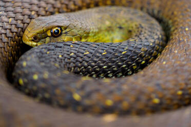 High angle closeup of dark green scaly Malpolon monspesunalus snake with shining body curled around head while looking at camera - ADSF48134