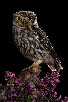 Little owl with brown feathers sitting on branch with pink flowers against black background - ADSF48135