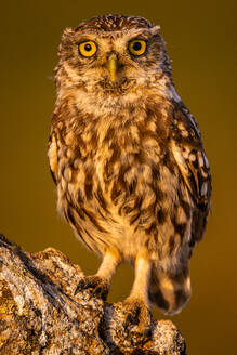Adorable little owl with brown gray plumage with pattern sitting on rock against blurred background - ADSF48137