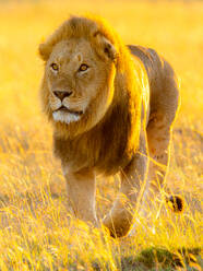 Full body of magnificent wild lion on dry ground savannah looking away on sunny day in Masai Mara, Kenya - ADSF48138