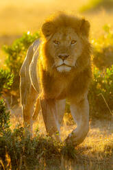 Full body of magnificent wild lion on dry ground savannah looking at camera on sunny day in Masai Mara, Kenya - ADSF48143