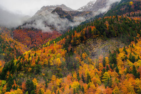 Aerial view of colorful trees growing in lush forest under floating clouds on sunny autumn day in Spain - ADSF48148