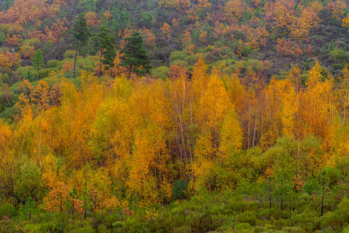 From above drone view of dense woods with various tall trees with bright multicolored foliage growing in wild nature on autumn day - ADSF48149