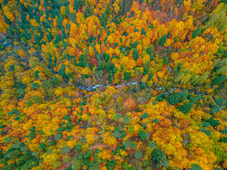 From above drone view of dense woods with various tall trees with bright multicolored foliage growing in wild nature on autumn day - ADSF48150