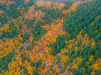 From above drone view of dense woods with various tall trees with bright multicolored foliage growing in wild nature on autumn day - ADSF48151