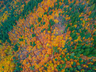 From above drone view of dense woods with various tall trees with bright multicolored foliage growing in wild nature on autumn day - ADSF48154