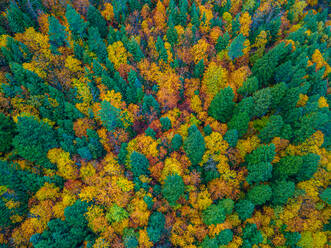 From above drone view of dense woods with various tall trees with bright multicolored foliage growing in wild nature on autumn day - ADSF48155