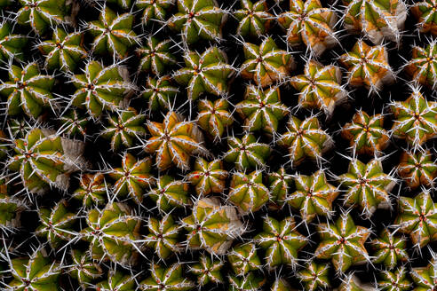 From above amazing prickly cactuses growing on sunny day - ADSF48174