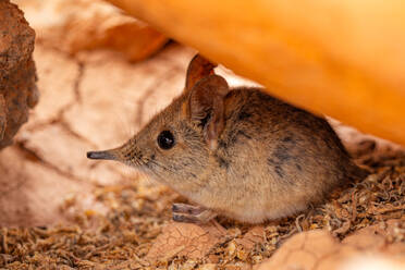 Adorable gray elephant shrew sitting on dirty dusty floor in the field under a rock - ADSF48176