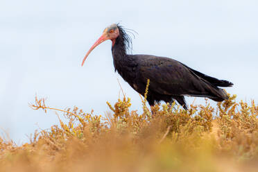 Side view of beautiful ringed ibis standing on blurred background of green plants in nature - ADSF48177