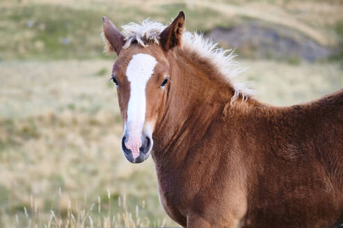 Brown horse grazing on grassy hill on sunny day in Garmo Negro mountain the Aragon Pyrenees in Spain - ADSF48189