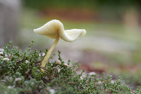 Closeup small fresh mushroom growing on wet ground on blurred background of evening forest - ADSF48198