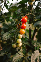 Bunch of fresh tomatoes growing on plant branch on sunny day in garden - ADSF48200