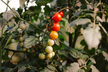 Bunch of fresh tomatoes growing on plant branch on sunny day in garden - ADSF48201