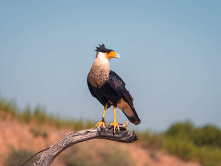 Selective focus of Caracara plancus with brown plumage and pointed beak sitting on withered tree branch an against blue cloudless sky - ADSF48202