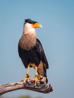 Selective focus of Caracara plancus with brown plumage and pointed beak sitting on withered tree branch an against blue cloudless sky - ADSF48203