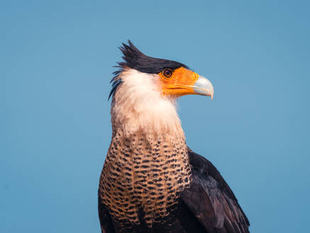 Selective focus of Caracara plancus with brown plumage and pointed beak against blue cloudless sky - ADSF48204