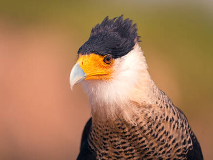 Selective focus of Caracara plancus with brown plumage and pointed beak against blurred background - ADSF48205