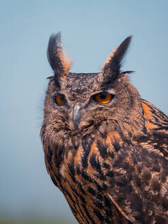 Cute brown eagle owl with ear tuft looking away against cloudless blue sky - ADSF48206