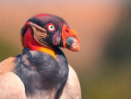 Closeup of king vulture with orange plumage and pointed beak looking away against blurred background - ADSF48208