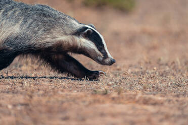 Side view of European badger walking on dry ground on sunny summer day - ADSF48209