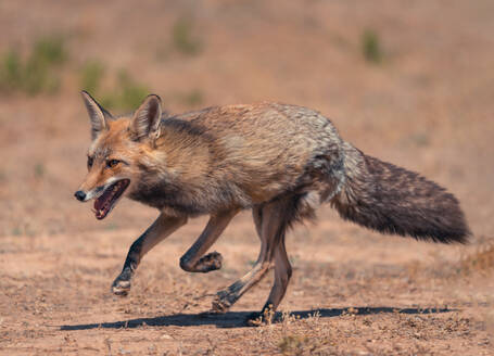 Full body side view of wild red fox running on dry terrain in countryside on sunny summer day - ADSF48210