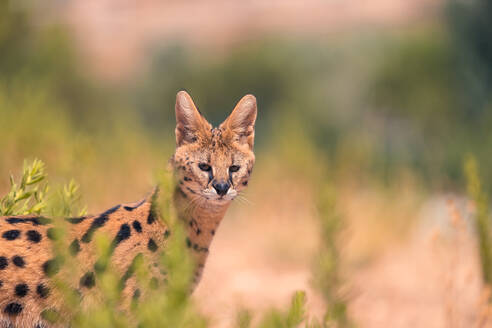Swift agile spotted wild cat serval looking at camera while standing in blurred green trees and plants in countryside forest during summer daytime - ADSF48211