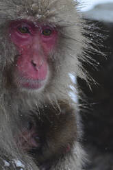 Closeup of cute infant monkey hiding behind mom and looking at camera in snowy day - ADSF48249