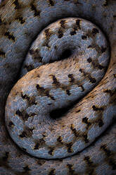 From above closeup of gorgeous wild iberian viper ground in dark background - ADSF48375