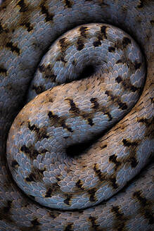 From above closeup of gorgeous wild iberian viper ground in dark background - ADSF48375