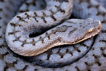 From above closeup of gorgeous wild iberian viper ground in dark background - ADSF48376