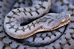 From above closeup of gorgeous wild iberian viper ground in dark background - ADSF48376