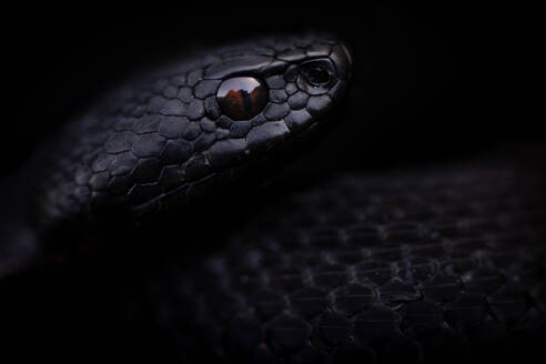 Iberian viper with high detailed head in black skin with curved body over green dark background - ADSF48377