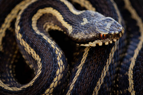 Iberian viper with high detailed head in black and yellow skin with curved body over green dark background - ADSF48378