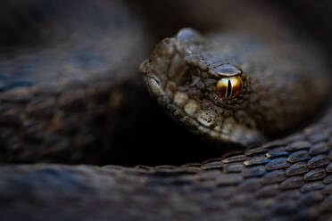 Iberian viper with high detailed head in black skin with curved body over green dark background - ADSF48379