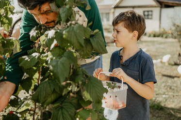 Father and son picking fresh raspberries in garden - ANAF02259