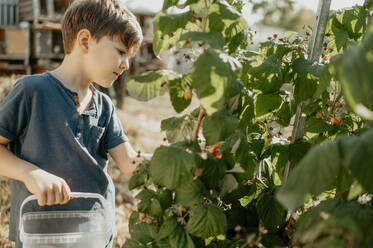 Cute boy with plastic basket picking raspberries from plant in garden - ANAF02260