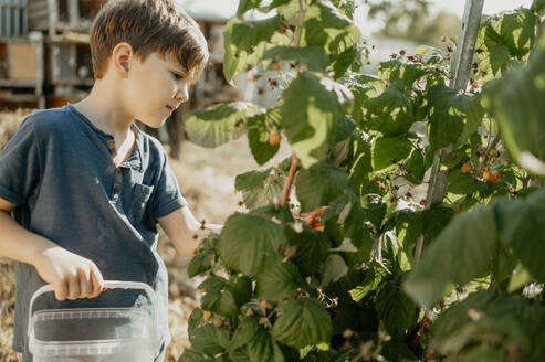 Cute boy with plastic basket picking raspberries from plant in garden - ANAF02260