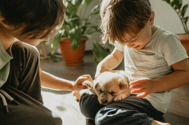 Brothers playing with mixed breed puppy at home - ANAF02271