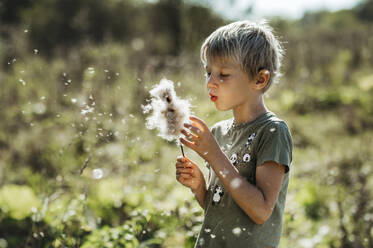 Junge bläst Baumwollblüten auf einem Feld an einem sonnigen Tag - ANAF02277