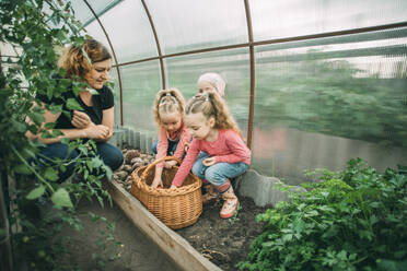 Mutter hockt bei den Töchtern, die im Gewächshaus Gemüse ernten - ADF00202