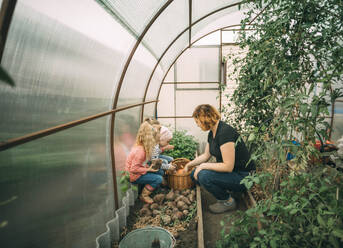 Mutter lehrt ihre Töchter im Gewächshaus Tomaten zu ernten - ADF00203