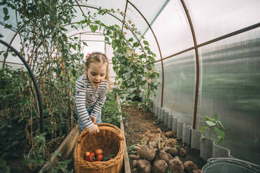 Blondes Mädchen erntet Tomaten und rote Paprika im Gewächshaus - ADF00205