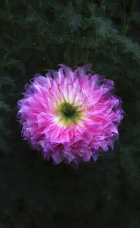 Multiple exposure of pink blooming dahlia flower - JTF02385