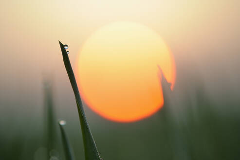 Dew on blade of grass at sunrise - RUEF04142