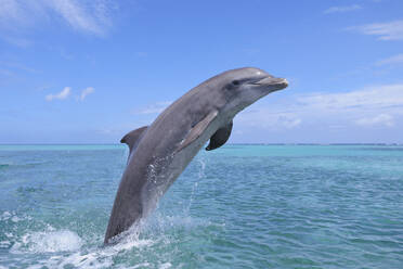 Großer Tümmler (Tursiops truncatus) springt im Karibischen Meer - RUEF04144