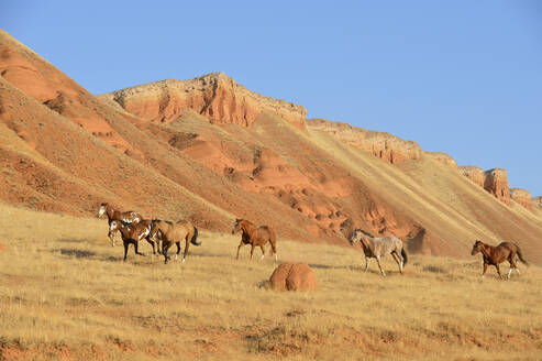 USA, Wyoming, Wildpferde galoppieren durch die Bighorn Mountains - RUEF04145