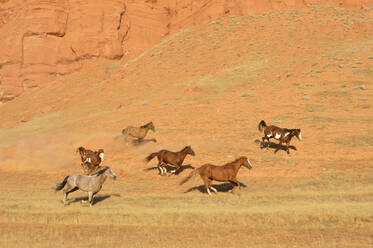 USA, Wyoming, Wildpferde galoppieren durch die Bighorn Mountains - RUEF04146