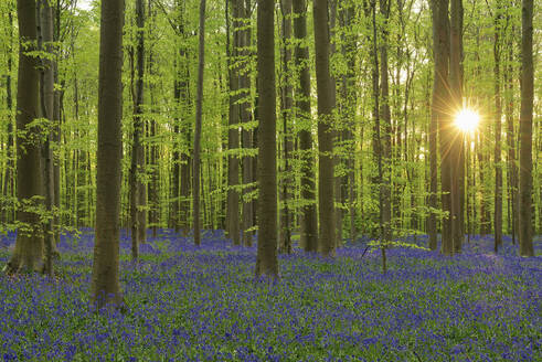 Blühende Glockenblumen (Hyacinthoides non-scripta) im Buchenwald bei Sonnenaufgang - RUEF04150