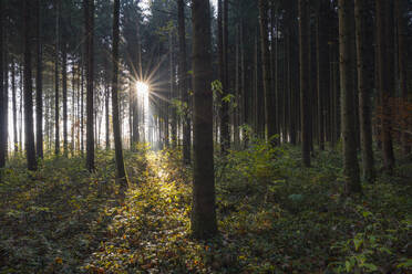 Deutschland, Baden-Württemberg, Wald auf der Schwäbischen Alb bei Herbstsonnenaufgang - RUEF04156